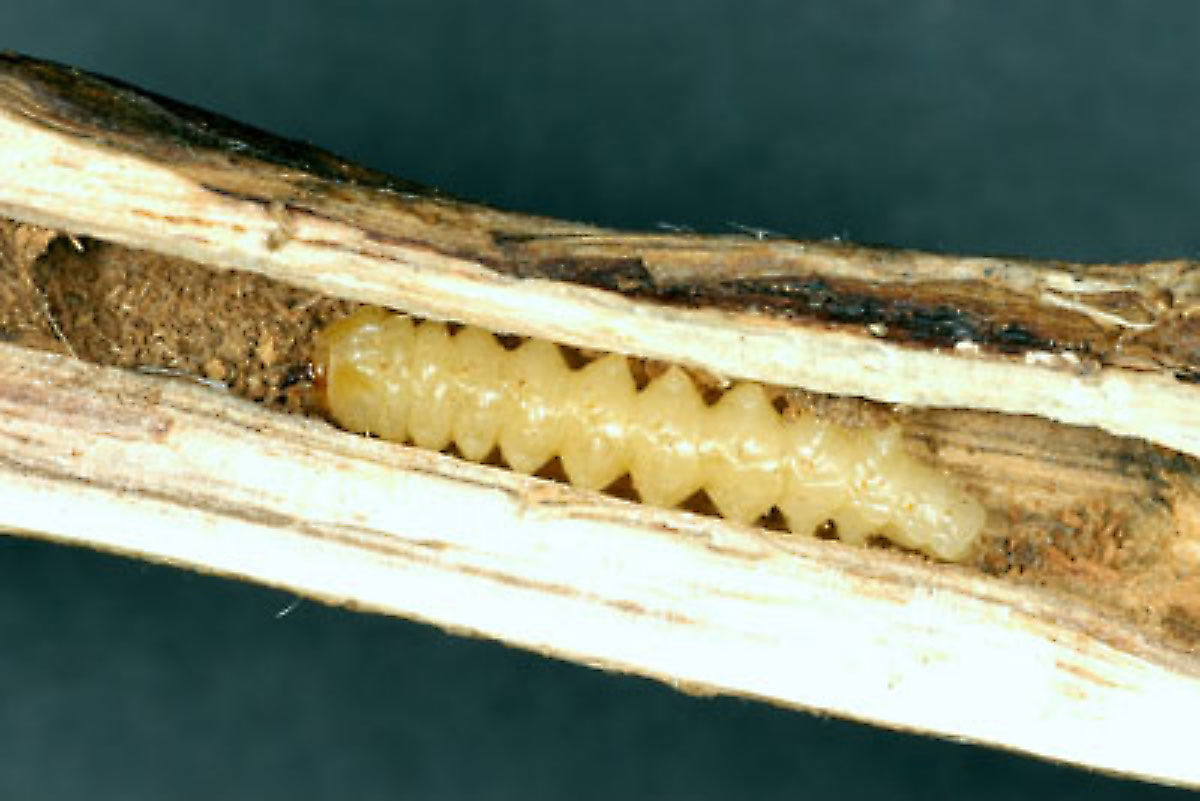 Dectes stem borer larva
